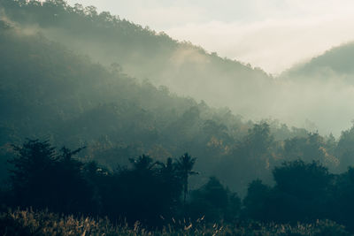 Scenic view of trees against sky during foggy weather