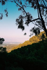 Scenic view of forest against sky at sunset