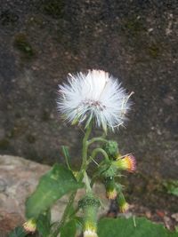 Close-up of dandelion flower