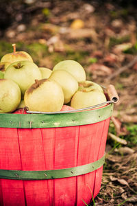 Close-up of apples in bucket on field