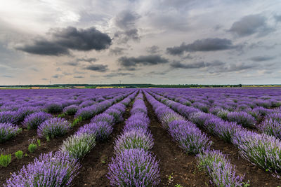 Purple flowering plants on field against sky