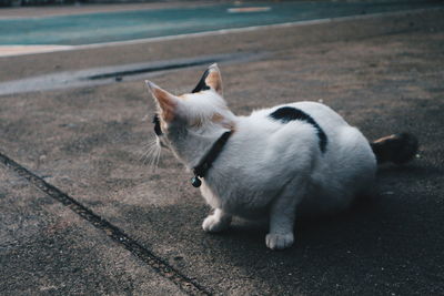 Full length of cat looking away on street