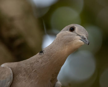 Close-up of a bird