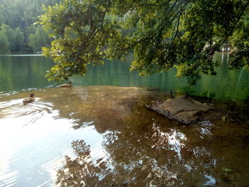 Scenic view of lake in forest