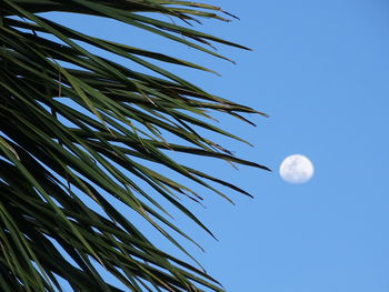 Low angle view of tree against clear blue sky