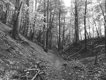 Trees in forest