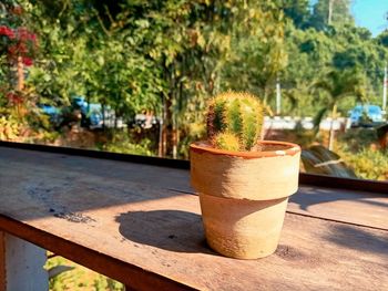 Close-up of potted plant on table