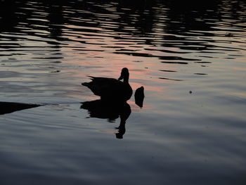 Swan swimming on lake