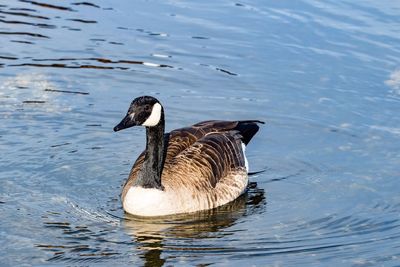 Duck swimming on lake