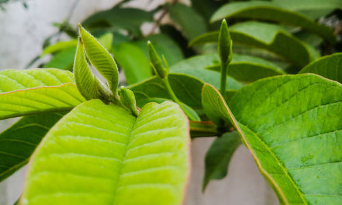 Close-up of green leaf on plant