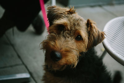 Close-up portrait of a dog