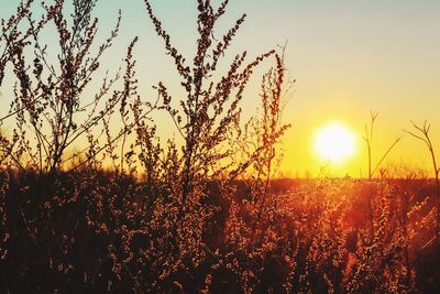 Plants growing on field against sky during sunset