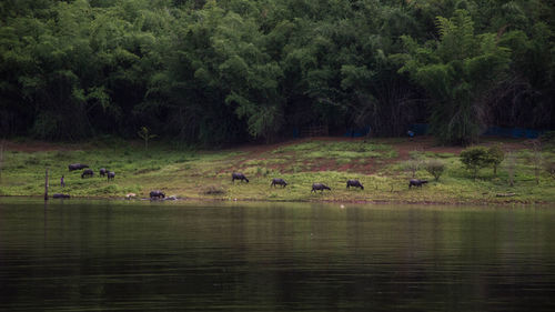 Scenic view of lake