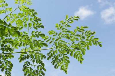Low angle view of leaves against sky