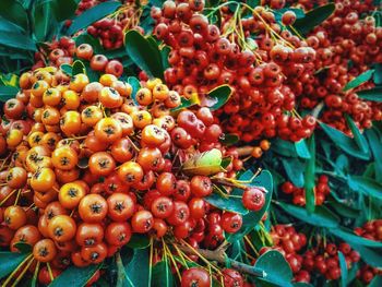 Close-up of fruits for sale at market stall