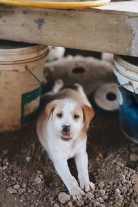 High angle portrait of dog standing outdoors