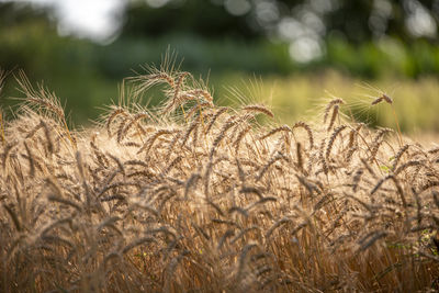 Close-up of wheat growing on field