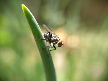 Close-up of insect on leaf