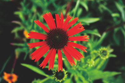 Close-up of red flower