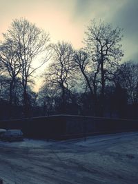 Bare trees on landscape