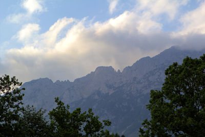 Low angle view of trees against sky