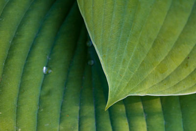 Close-up of green leaves