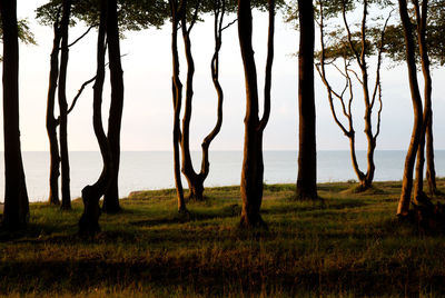 Silhouette trees on landscape against sky during sunset