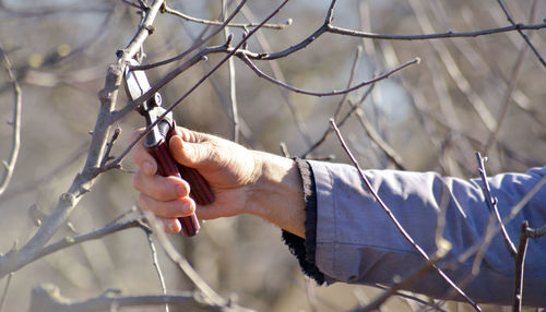 Cropped hand of man pruning branch with shears