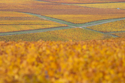 Scenic view of vineyards during autumn