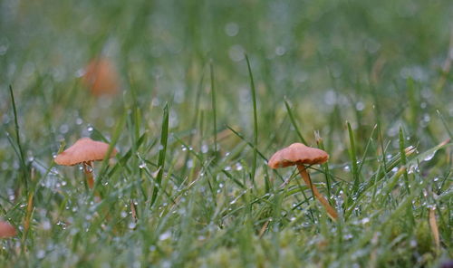 Close-up of mushroom growing on field