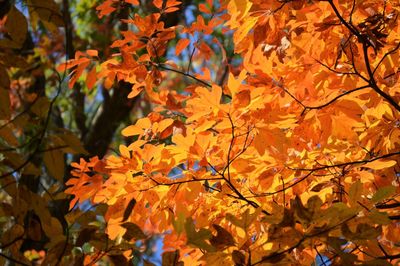 Low angle view of leaves on tree