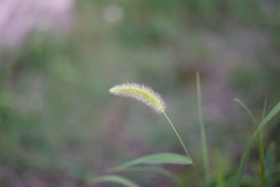 Close-up of plant