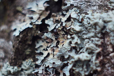 Full frame shot of lichen growing on tree trunk