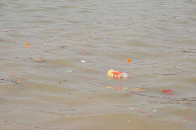 High angle view of fishes swimming in lake