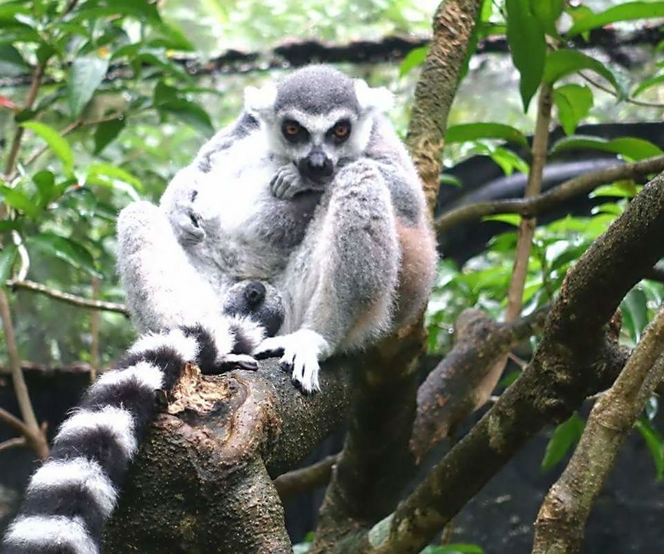 LOW ANGLE VIEW OF MONKEY SITTING ON TREE