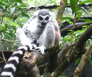 Portrait of monkey sitting on branch