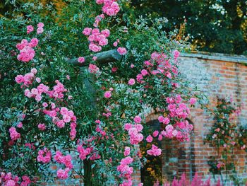 Close-up of pink flowers