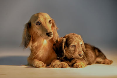 Portrait of a dog