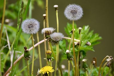 Close-up of dandelion growing on field