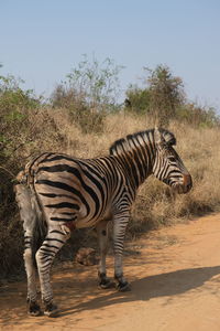 Zebra with injured leg