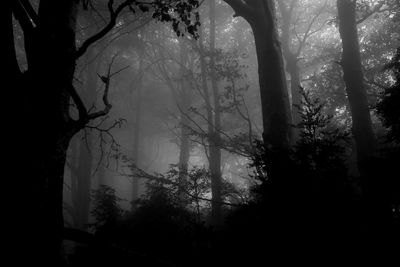 Silhouette trees in forest