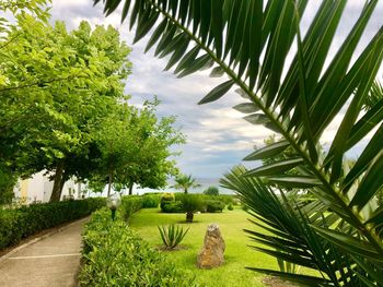 Palm trees on field against sky