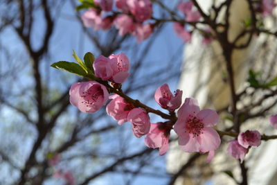 Close-up of pink cherry blossoms in spring