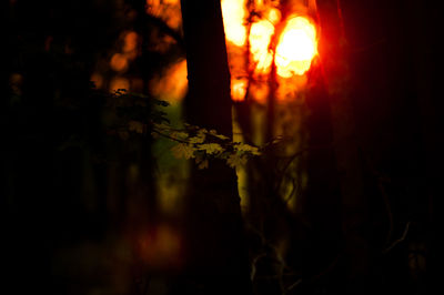 View of trees at sunset