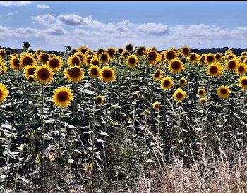 sunflower