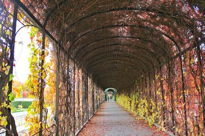 Empty footpath leading to tunnel