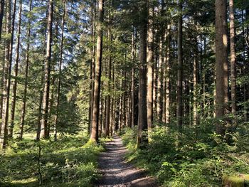 Pine trees in forest