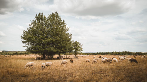 Sheep in a field