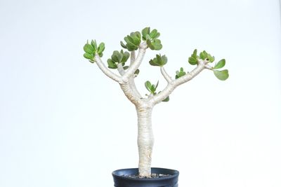 Close-up of potted plant against white background