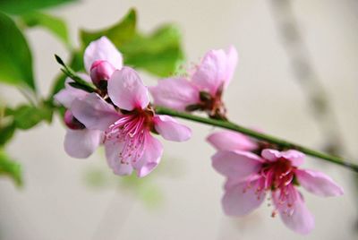 Close-up of pink cherry blossoms